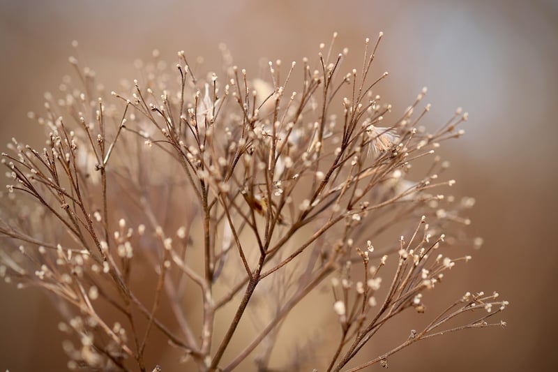 Fall planting checklist