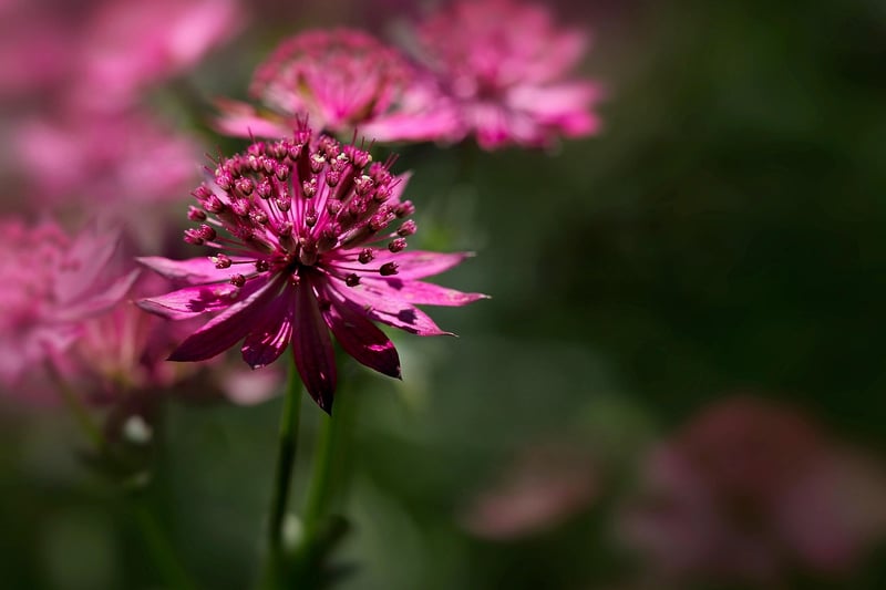 Star Blossom Bloom