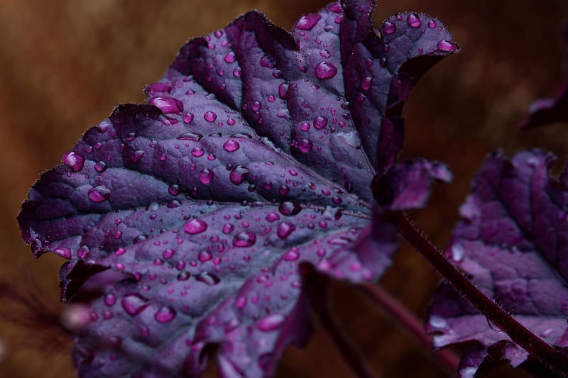 Edible Garden