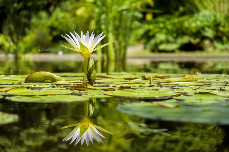 Moon Lily Bloom