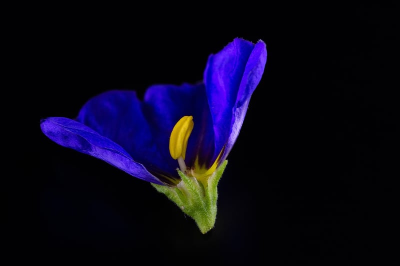 Nightshade Bloom